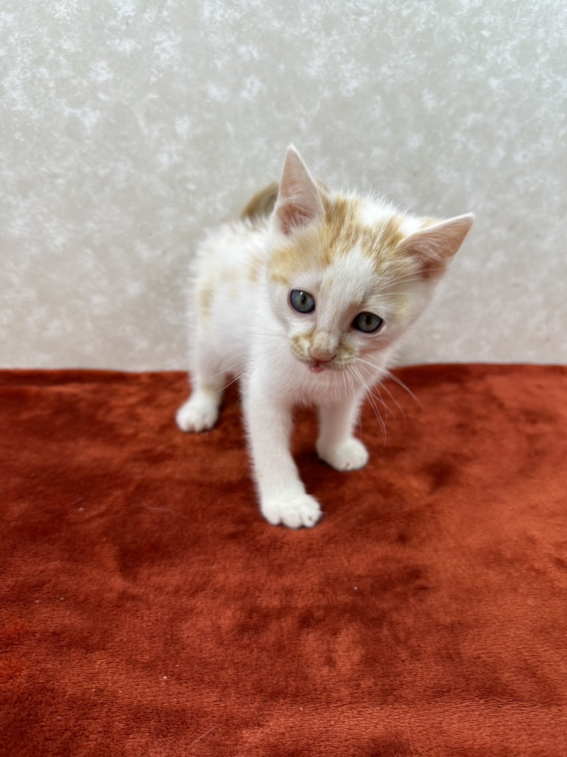 どこにでもいる白茶！どこでも寝れる❤にゃ太郎