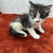 生後5日目から育てたので人に慣れてます❤コロ助