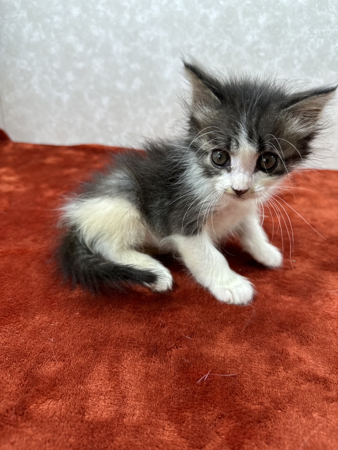 生後5日目から育てたので人に慣れてます❤コロ助