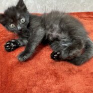 商売繫盛の象徴！黒猫はラッキーキャット❤チーノ