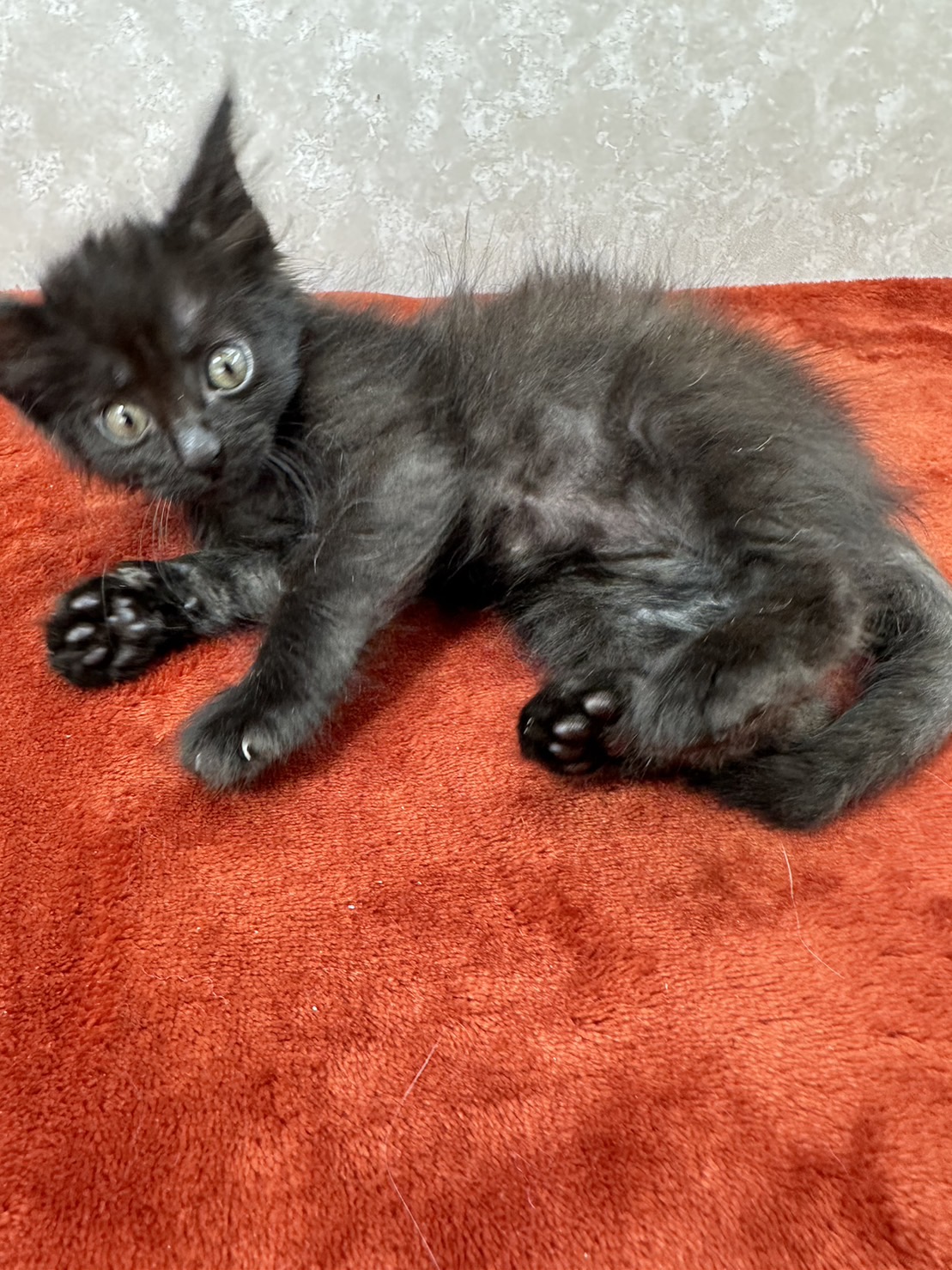 商売繫盛の象徴！黒猫はラッキーキャット❤チーノ