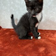 オシャレはつま先から！つま先が白い美猫❤ユキ