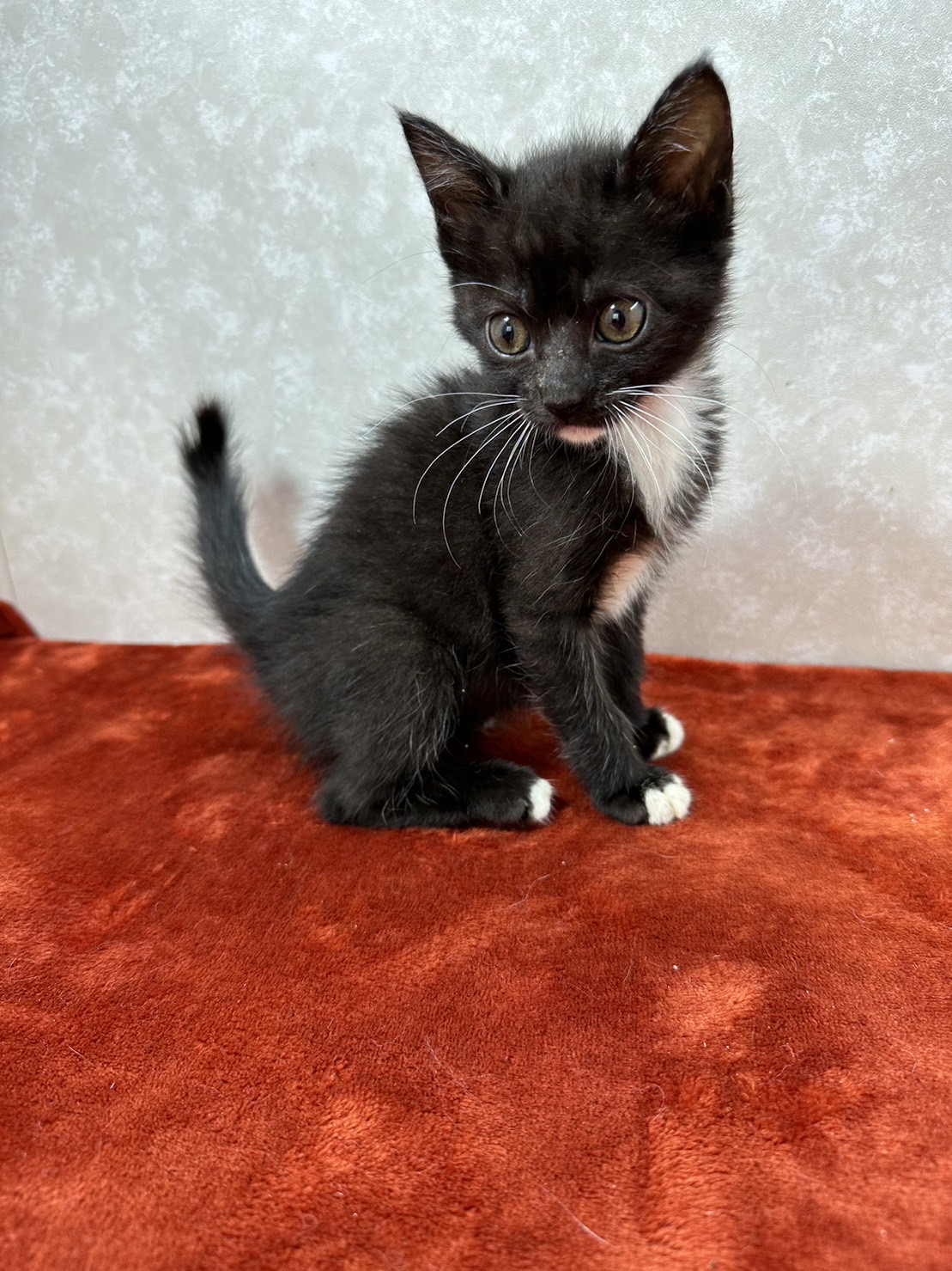 オシャレはつま先から！つま先が白い美猫❤ユキ