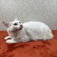 白猫を飼うと幸運も一緒に連れて来る！招き猫❤百福