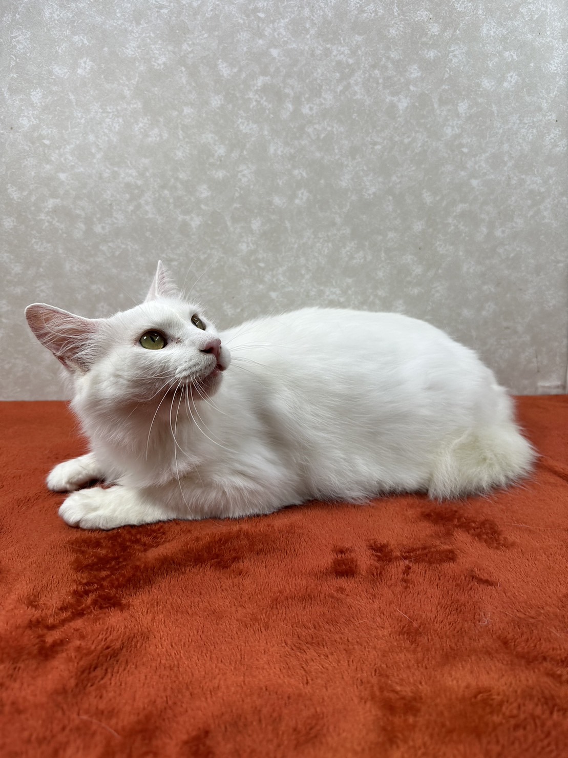 白猫を飼うと幸運も一緒に連れて来る！招き猫❤百福