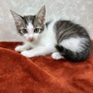 四兄弟いつでも元気一杯！パワー全開❤陸