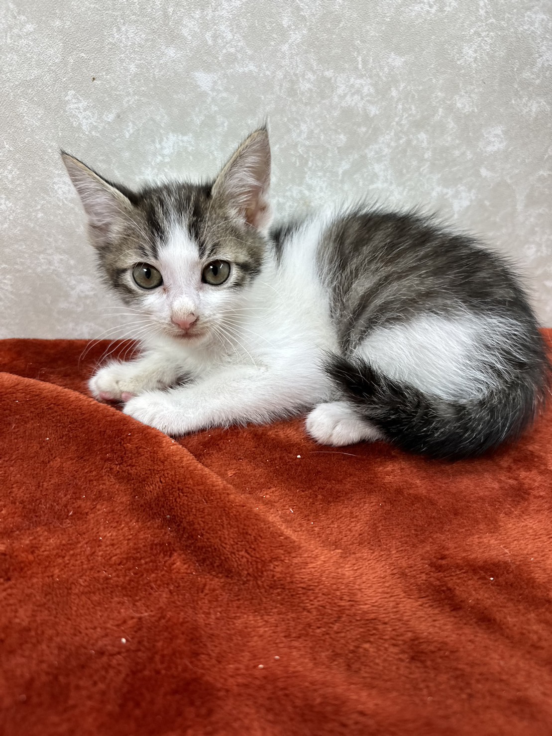 四兄弟いつでも元気一杯！パワー全開❤陸