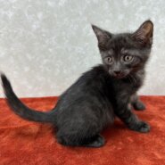 四兄弟いつでも元気一杯！パワー全開❤空