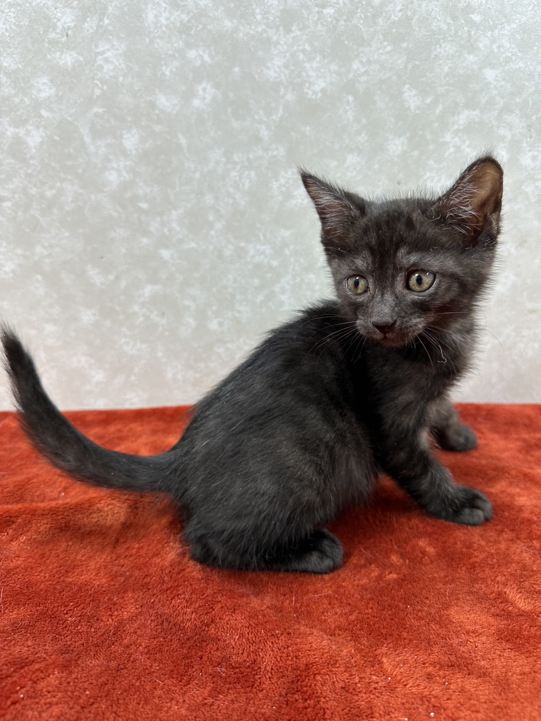 四兄弟いつでも元気一杯！パワー全開❤空