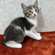 四兄弟いつでも元気一杯！パワー全開❤海