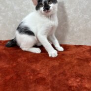 四兄弟いつでも元気一杯！パワー全開❤夢