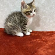 ビジュアル系美猫兄弟！人慣れバツグン❤マル