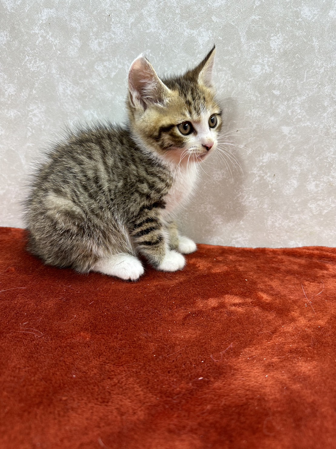 ビジュアル系美猫兄弟！人慣れバツグン❤マル