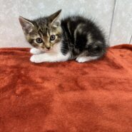 ビジュアル系美猫兄弟！毎日写真撮りたくなる❤マメ