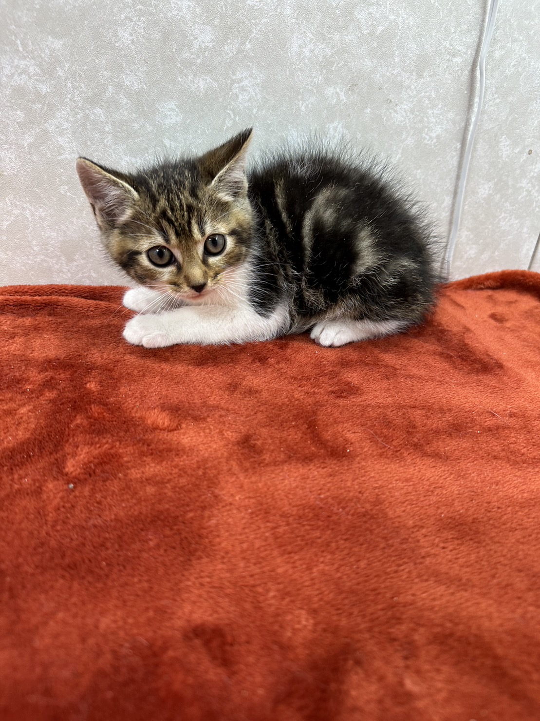 ビジュアル系美猫兄弟！毎日写真撮りたくなる❤マメ