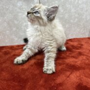 長毛好き必見！青い目のビトン皆が一目惚れ