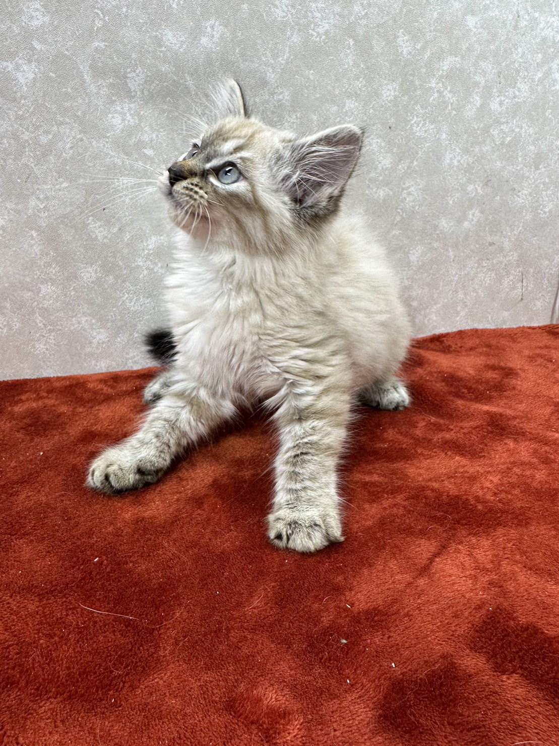 長毛好き必見！青い目のビトン皆が一目惚れ