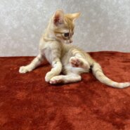 体重はあるけど細く見える！スリムキャット❤キヨ