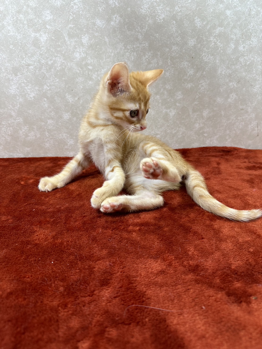 体重はあるけど細く見える！スリムキャット❤キヨ