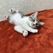 甘え上手、遊び上手！性格は顔に出る❤カイト