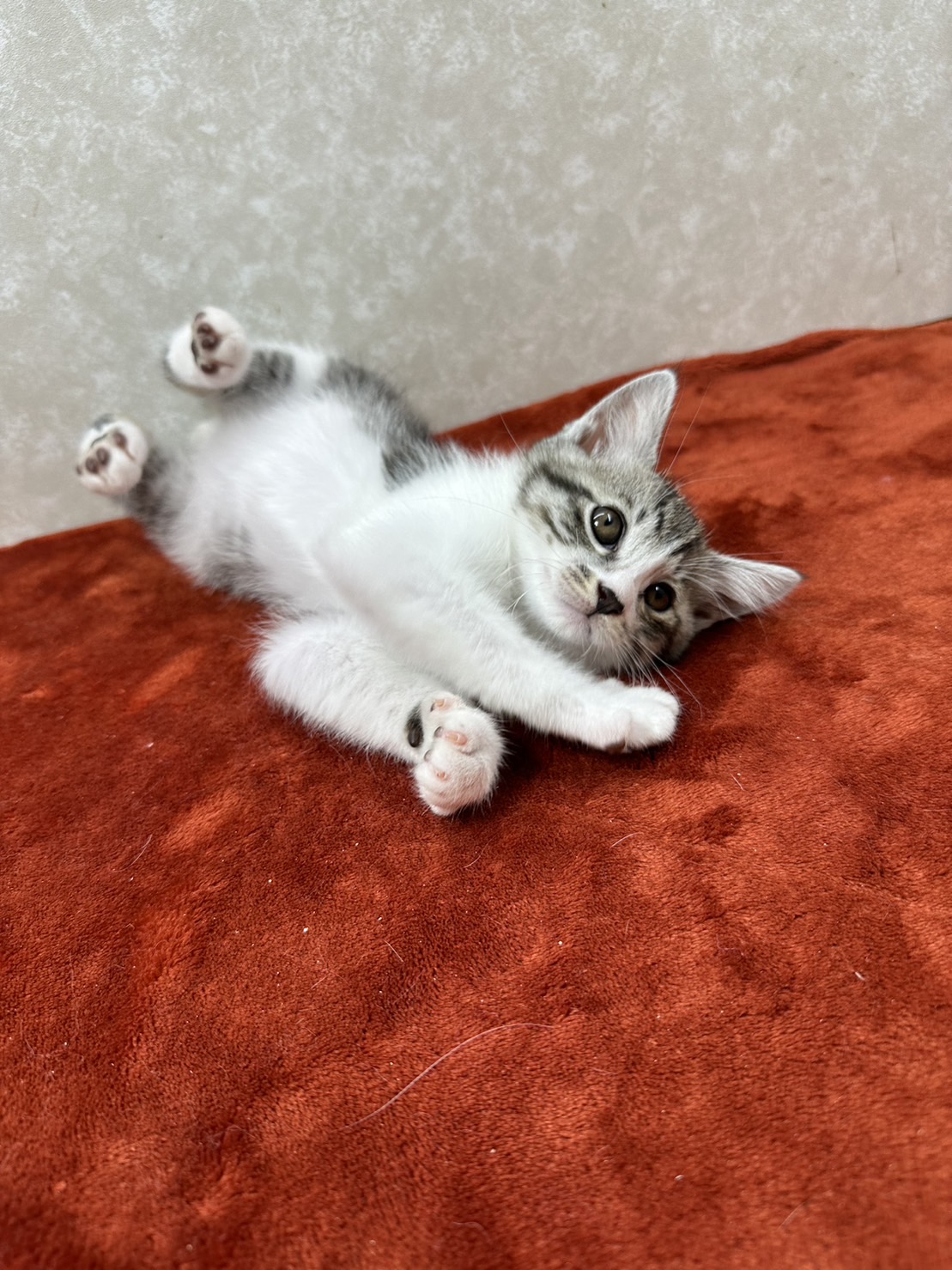 甘え上手、遊び上手！性格は顔に出る❤カイト