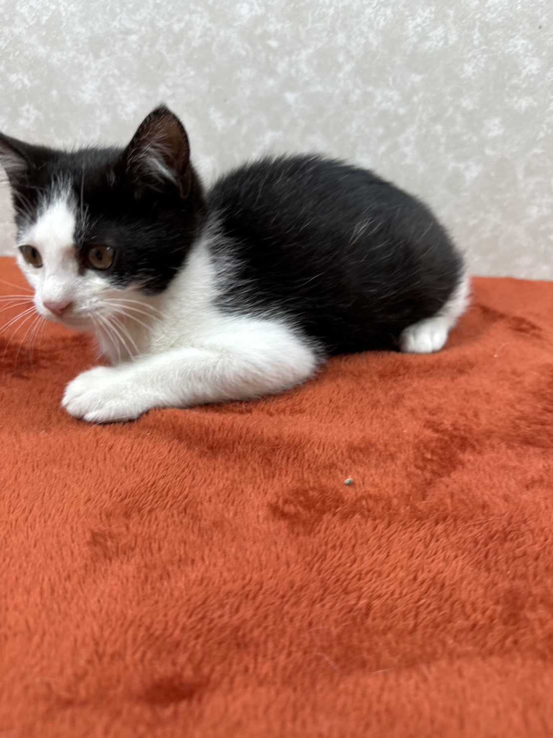 兄弟で幸せ探しにここまで来ました！弟の❤くらりです