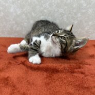 慣れているから飼いやすい！3兄弟参上❤枝豆