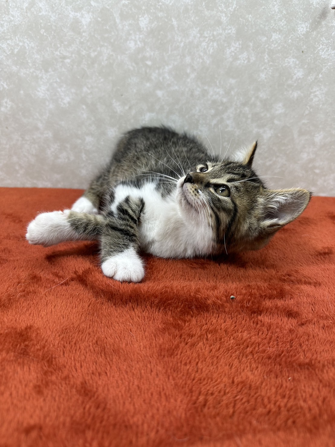 慣れているから飼いやすい！3兄弟参上❤枝豆