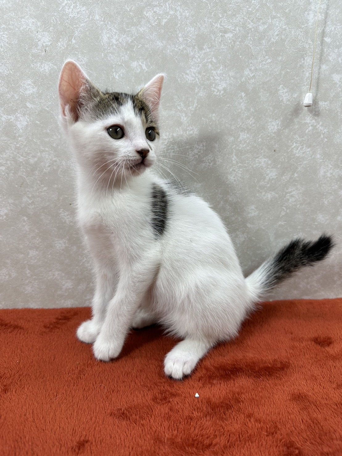 慣れているから飼いやすい！3兄弟参上❤大豆