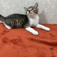 慣れているから飼いやすい！3兄弟参上❤空豆