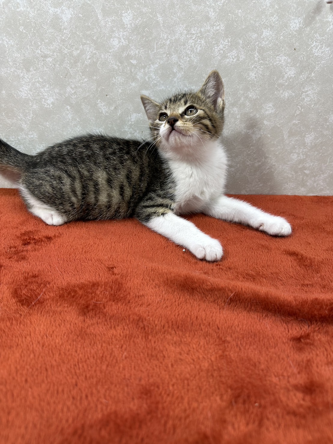 慣れているから飼いやすい！3兄弟参上❤空豆