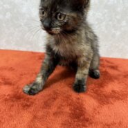 サビもいいかもと思わせる！正統派サビ猫❤わさび