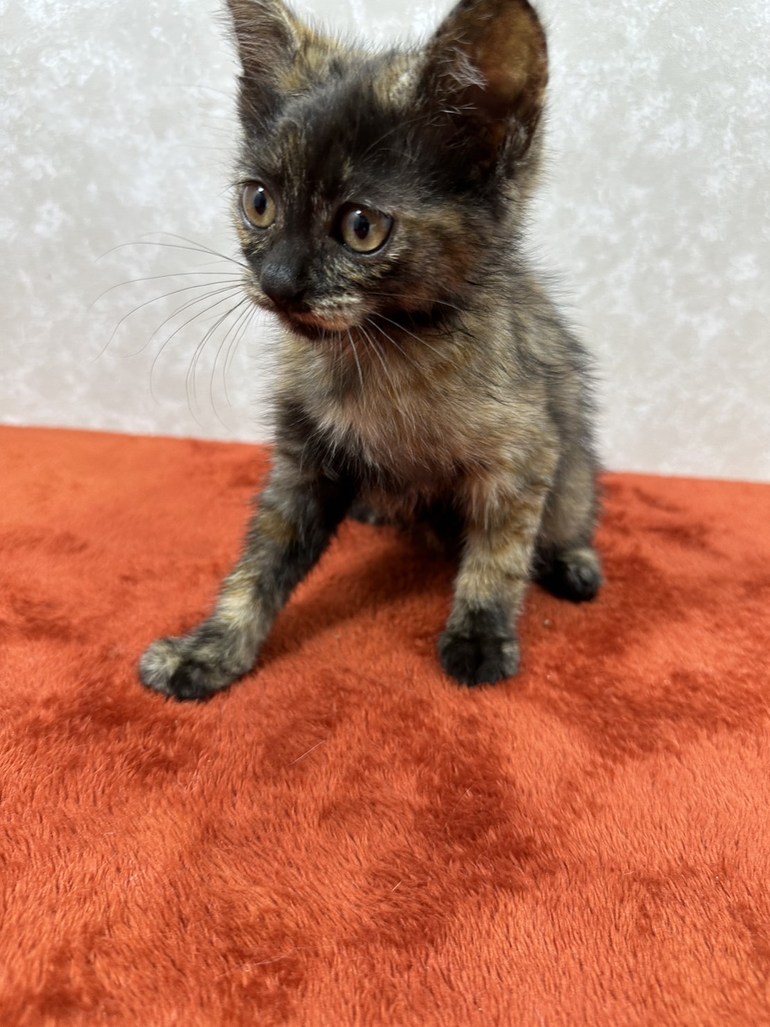 サビもいいかもと思わせる！正統派サビ猫❤わさび