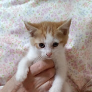 人気の茶白ハチワレちょっと臆病な『レイ』２ヵ月