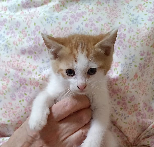 人気の茶白ハチワレちょっと臆病な『レイ』２ヵ月