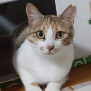 何ともきれいな薄三毛の美人さん『まろん』１才位