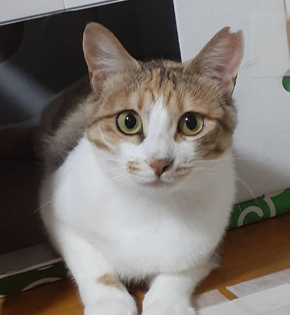 何ともきれいな薄三毛の美人さん『まろん』１才位