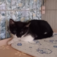 おとなし目の男の子『ゴンちゃん』