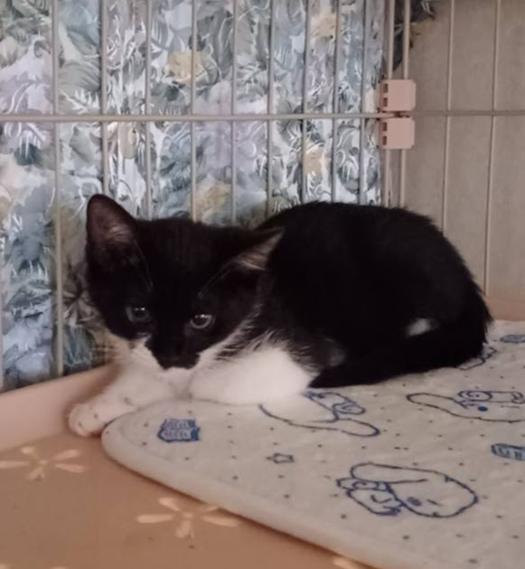 おとなし目の男の子『ゴンちゃん』