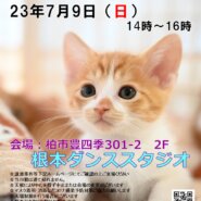 【柏市】7/9（日）根本ダンススタジオ保護猫譲渡会