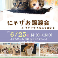 【イオンモール上尾】にゃげお譲渡会