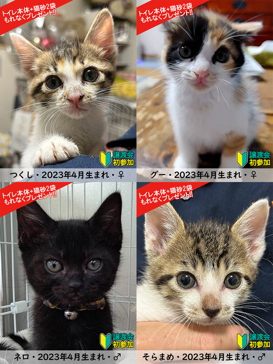 子猫まつり（子猫20匹・中猫2匹）譲渡会／愛知県みよし市