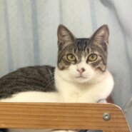 元気いっぱいわんぱくだけど甘えん坊　レイくん！