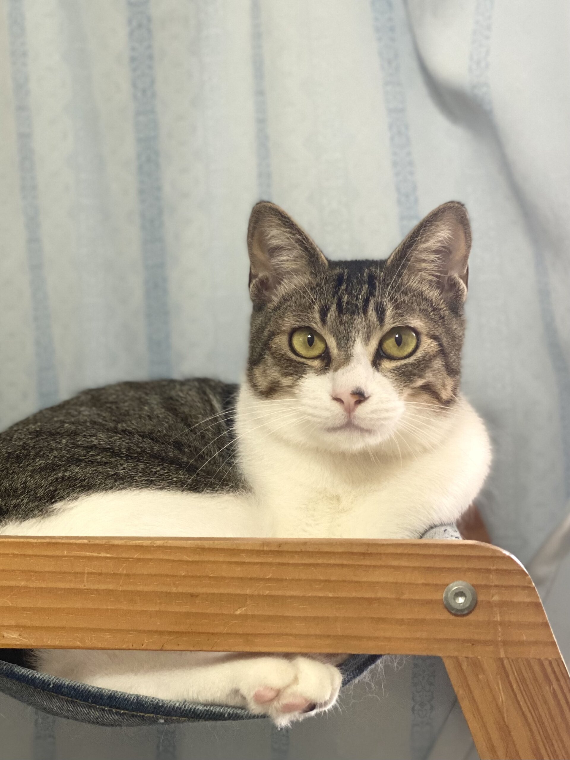 元気いっぱいわんぱくだけど甘えん坊　レイくん！