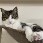 元気いっぱいわんぱくだけど甘えん坊　ランくん！