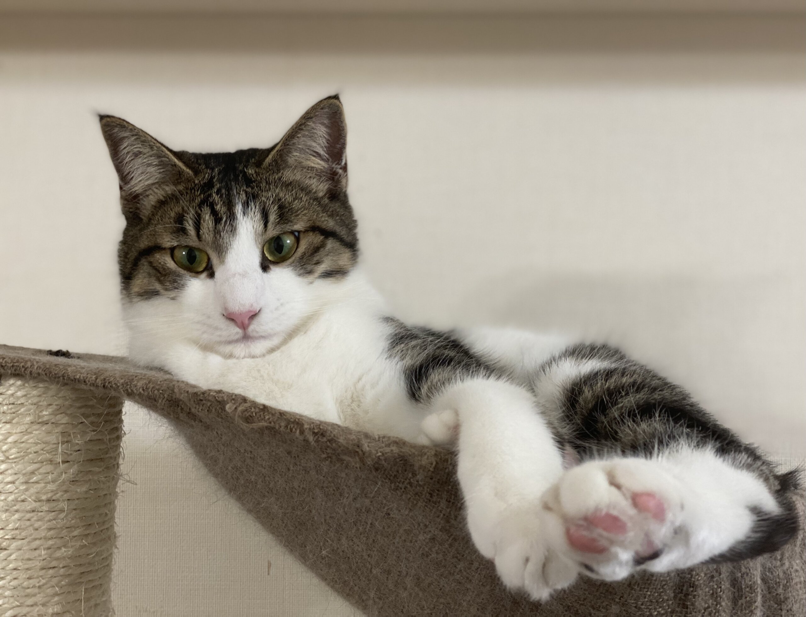 元気いっぱいわんぱくだけど甘えん坊　ランくん！