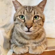 添い寝もしちゃう♪甘えん坊のキジトラ『あずま君』