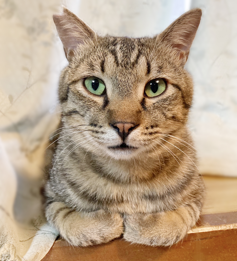 添い寝もしちゃう♪甘えん坊のキジトラ『あずま君』