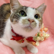 穏やかで優しい三毛猫『つくしちゃん』