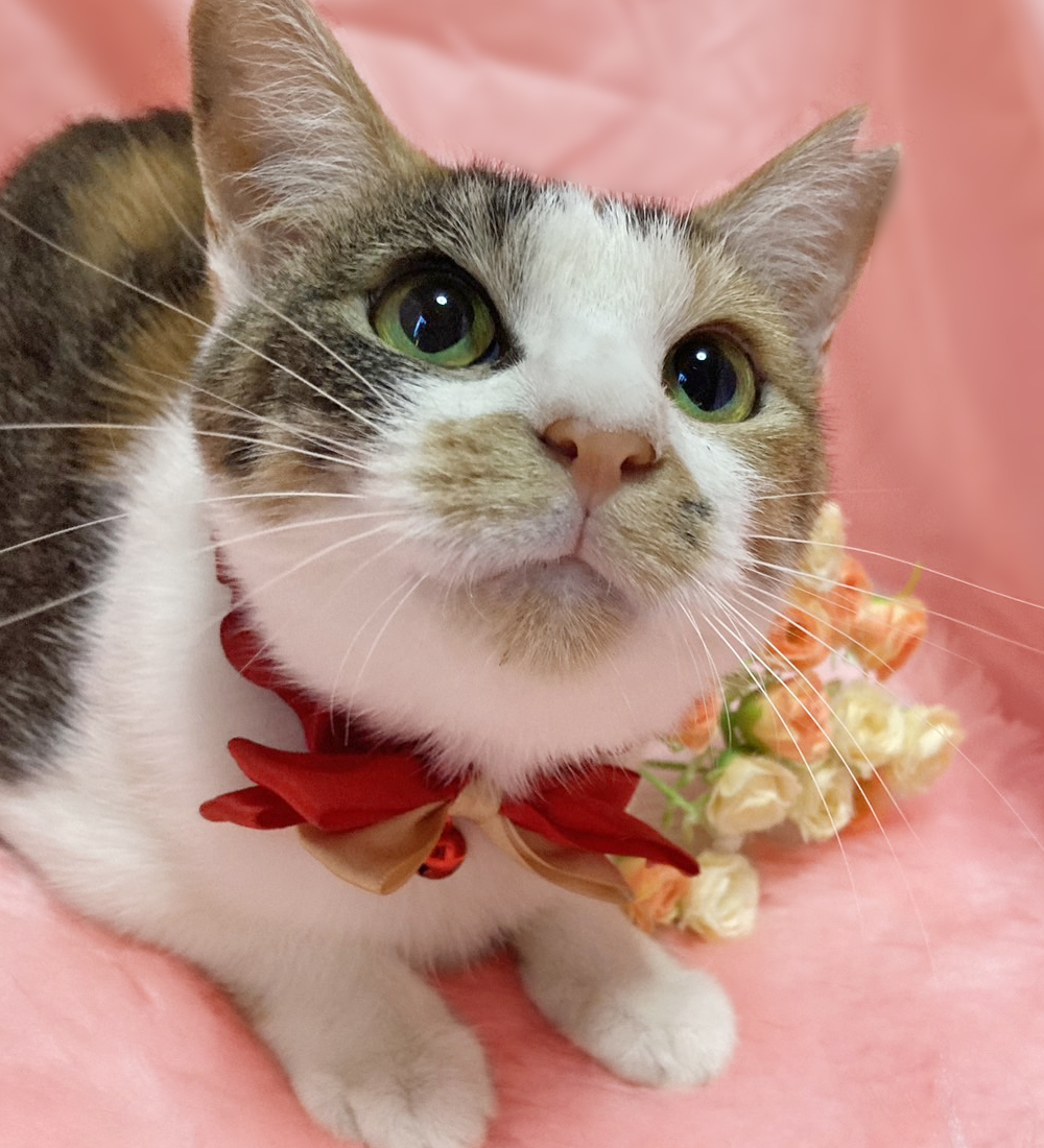 穏やかで優しい三毛猫『つくしちゃん』